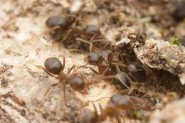 Image de Lasius hayashi Yamauchi & Hayashida 1970