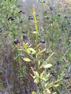 Image of Chrysojasminum fruticans (L.) Banfi