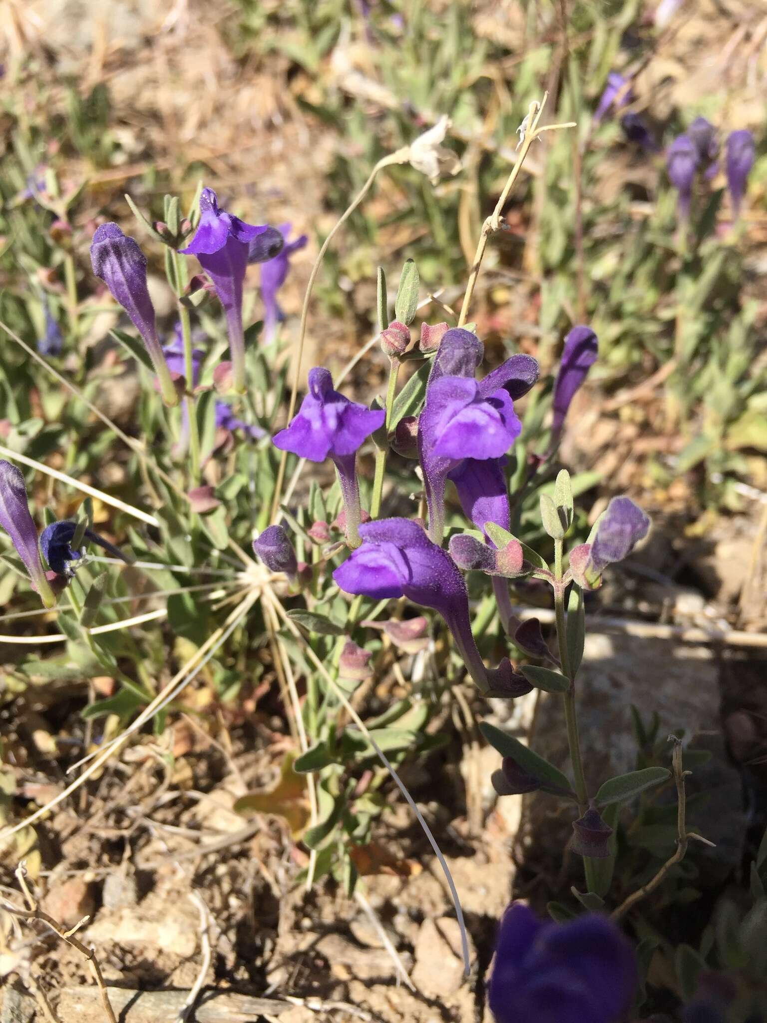 Image of Gray-Leaf Skullcap