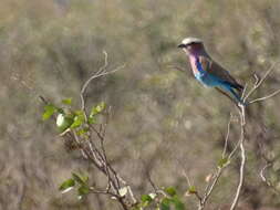 Image of Coracias caudatus caudatus Linnaeus 1766