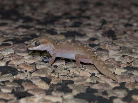 Image of Diplodactylus capensis Doughty, Oliver & Adams 2008