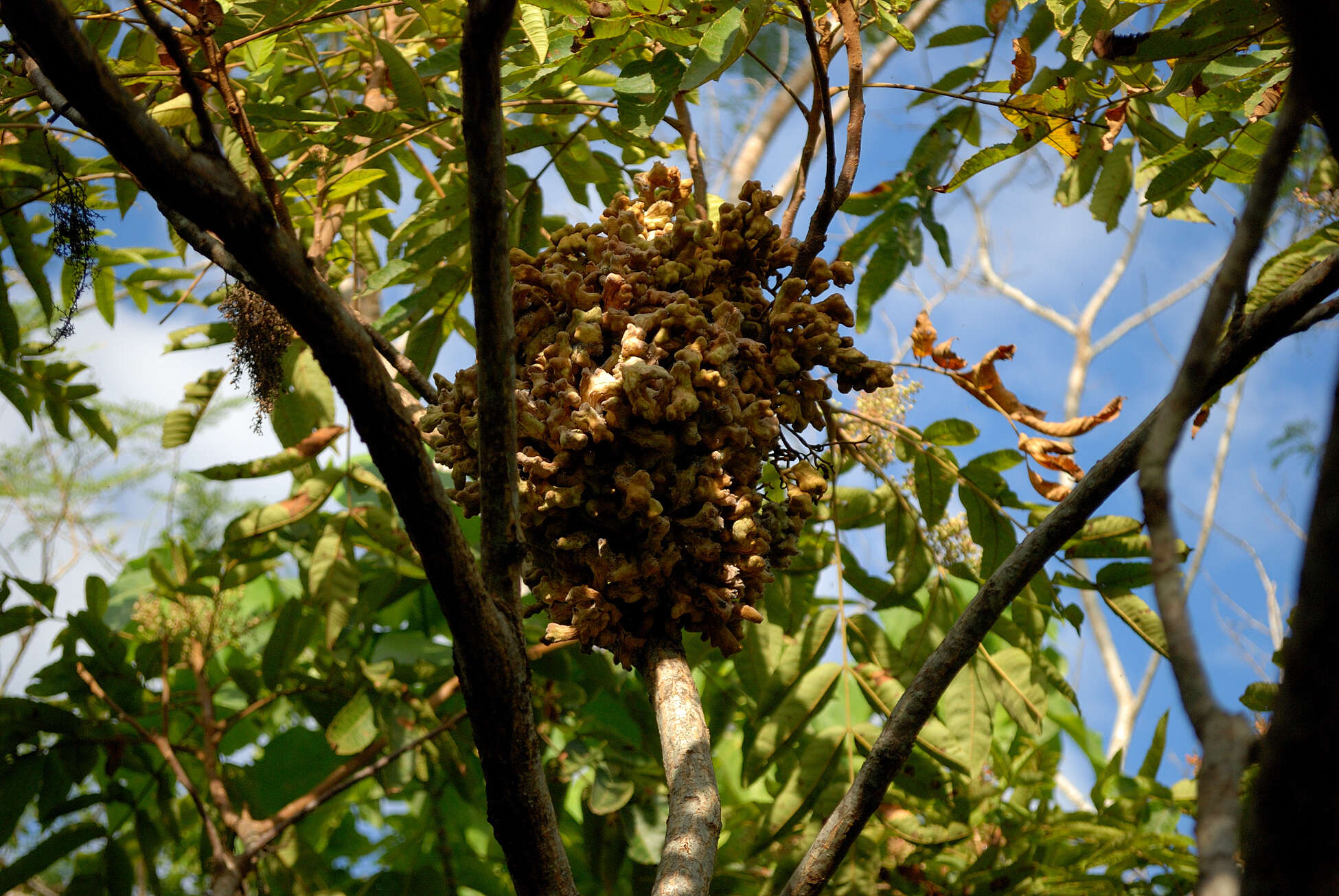 Слика од Rhus chinensis var. roxburghii (DC.) Rehd.