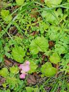 Image of Begonia uniflora S. Watson