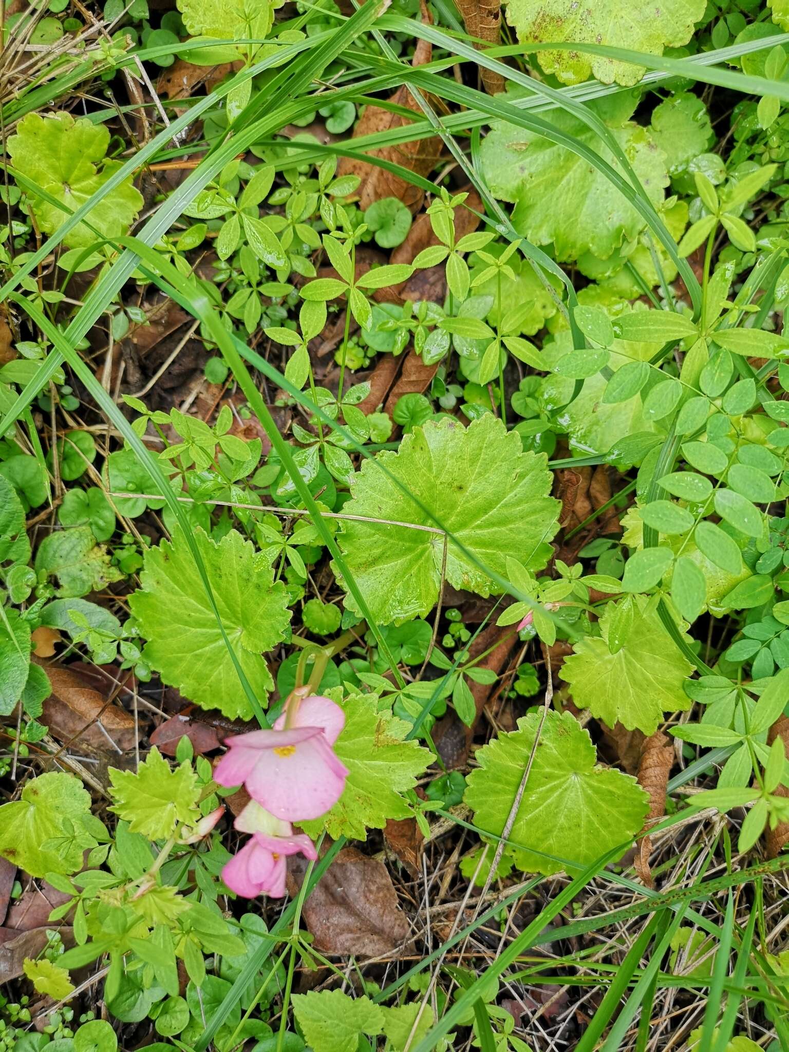 Image of Begonia uniflora S. Watson