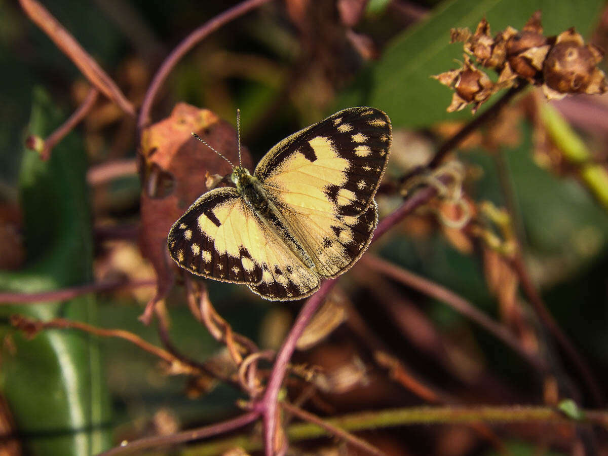 Colotis amata (Fabricius 1775)的圖片