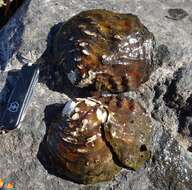 Image of Rough Maple Leaf Pearly Mussel