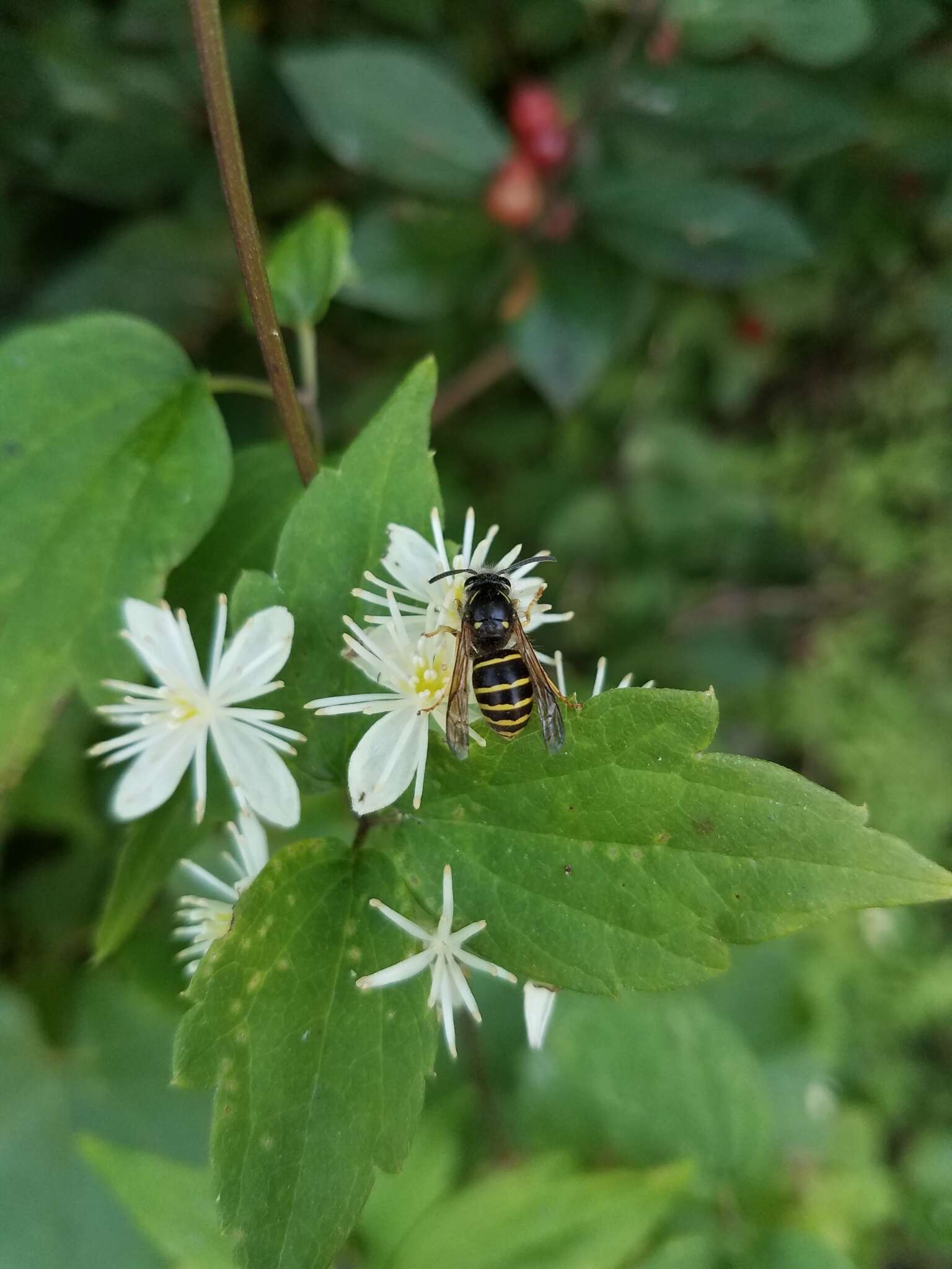 Image of Northern Aerial Yellowjacket