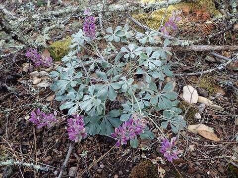 Image of Cobb Mountain lupine