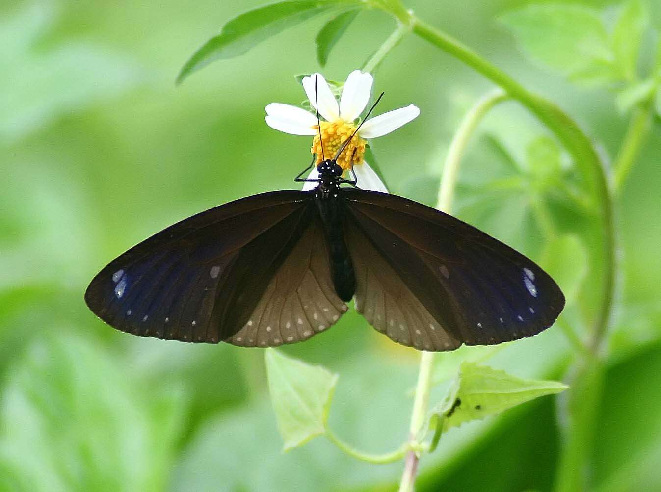 Image of Euploea tulliolus ledereri Felder 1860