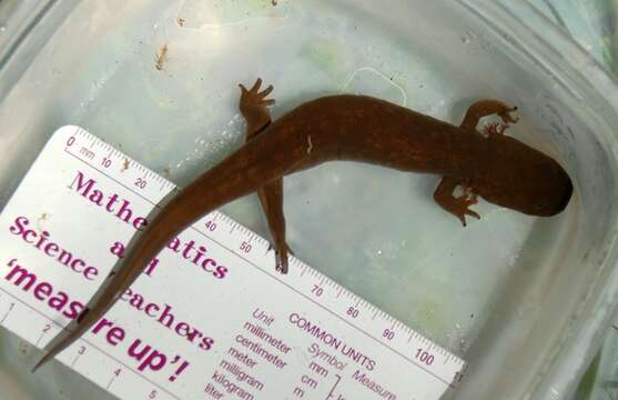 Image of Cope's Giant Salamander