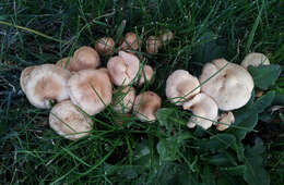 Image of Marasmius oreades (Bolton) Fr. 1836