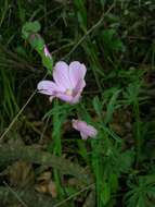 Image of dwarf checkerbloom