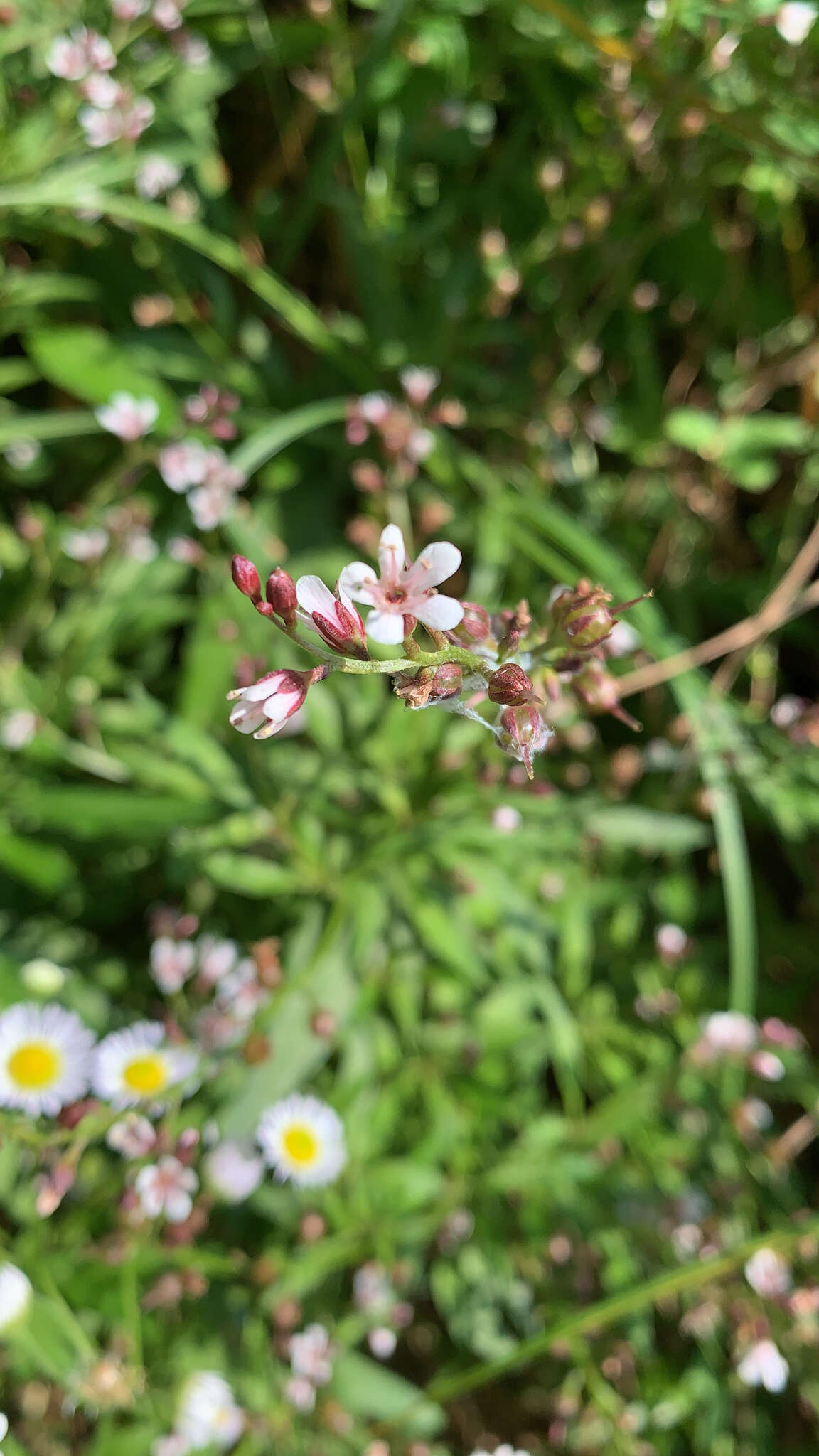 Image of Lysimachia dubia Solander