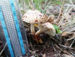 Image of Leucocoprinus badhamii (Berk. & Broome) Locq. 1943