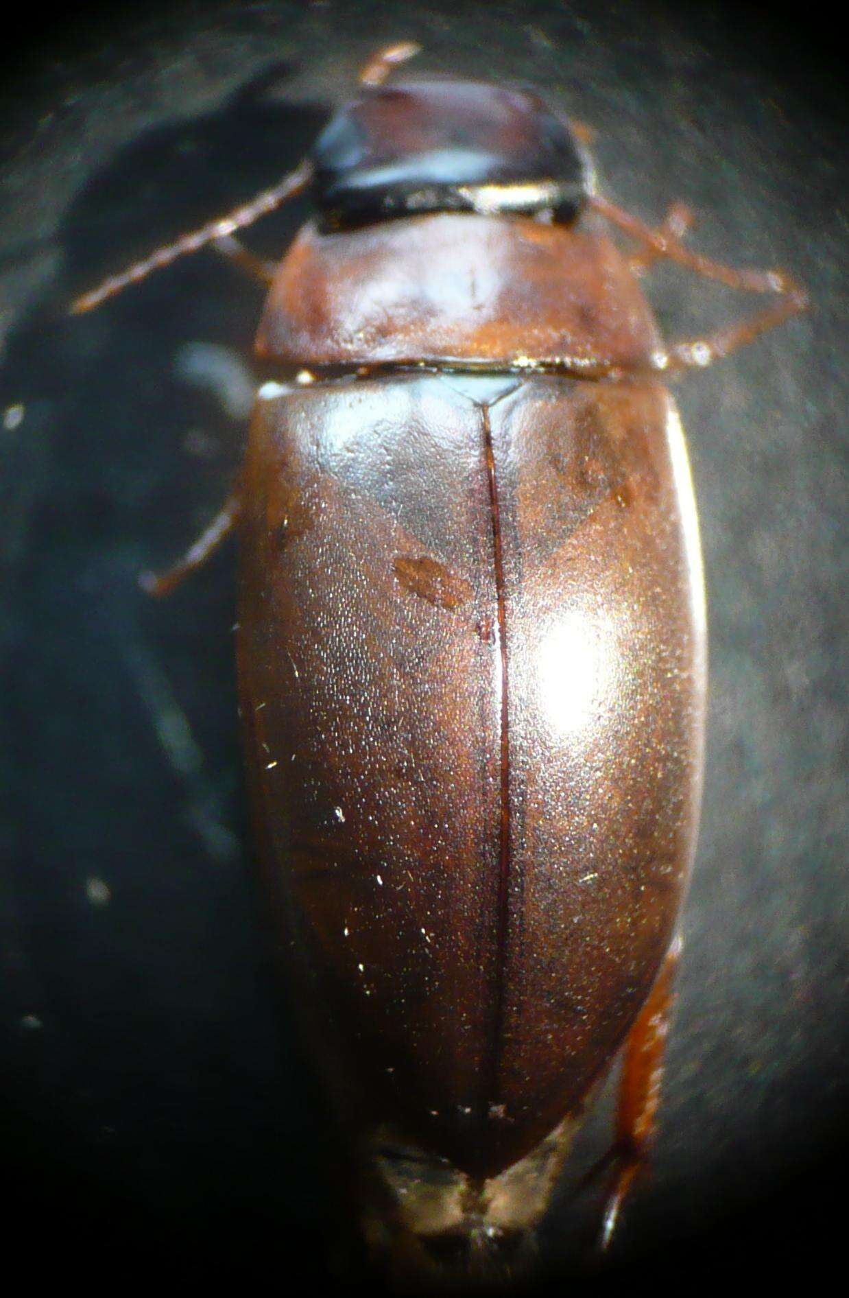 Image of Liopterus