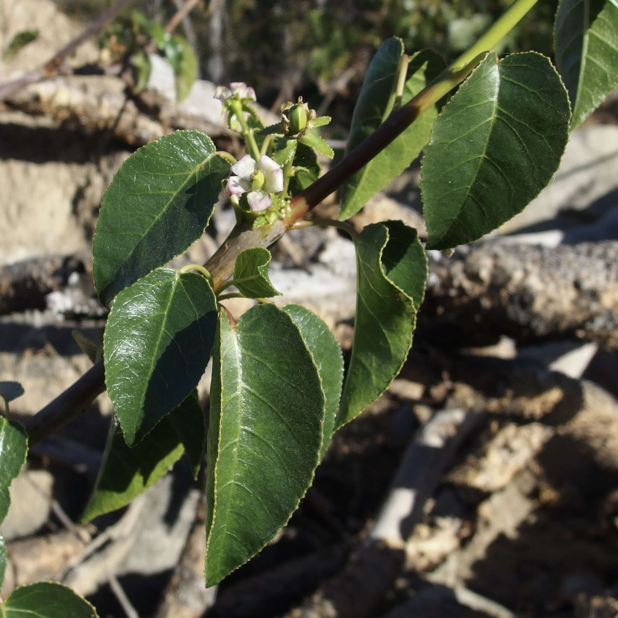 Image of Jatropha vernicosa Brandegee