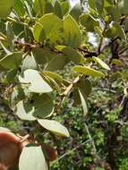 Arctostaphylos viscida subsp. viscida resmi