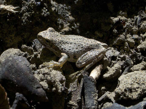 Image of Pseudacris sierra (Jameson, Mackey & Richmond 1966)