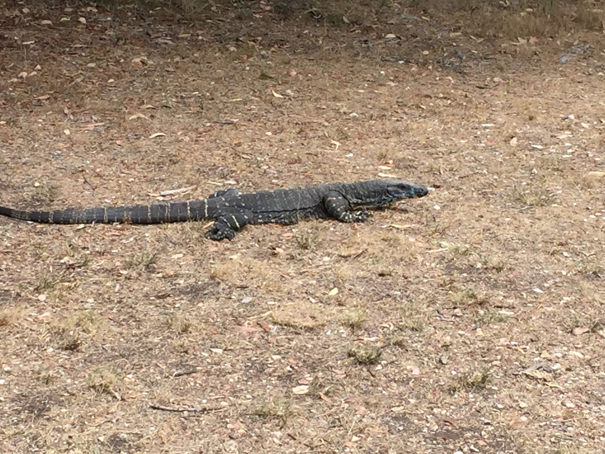 Image of Lace Monitor