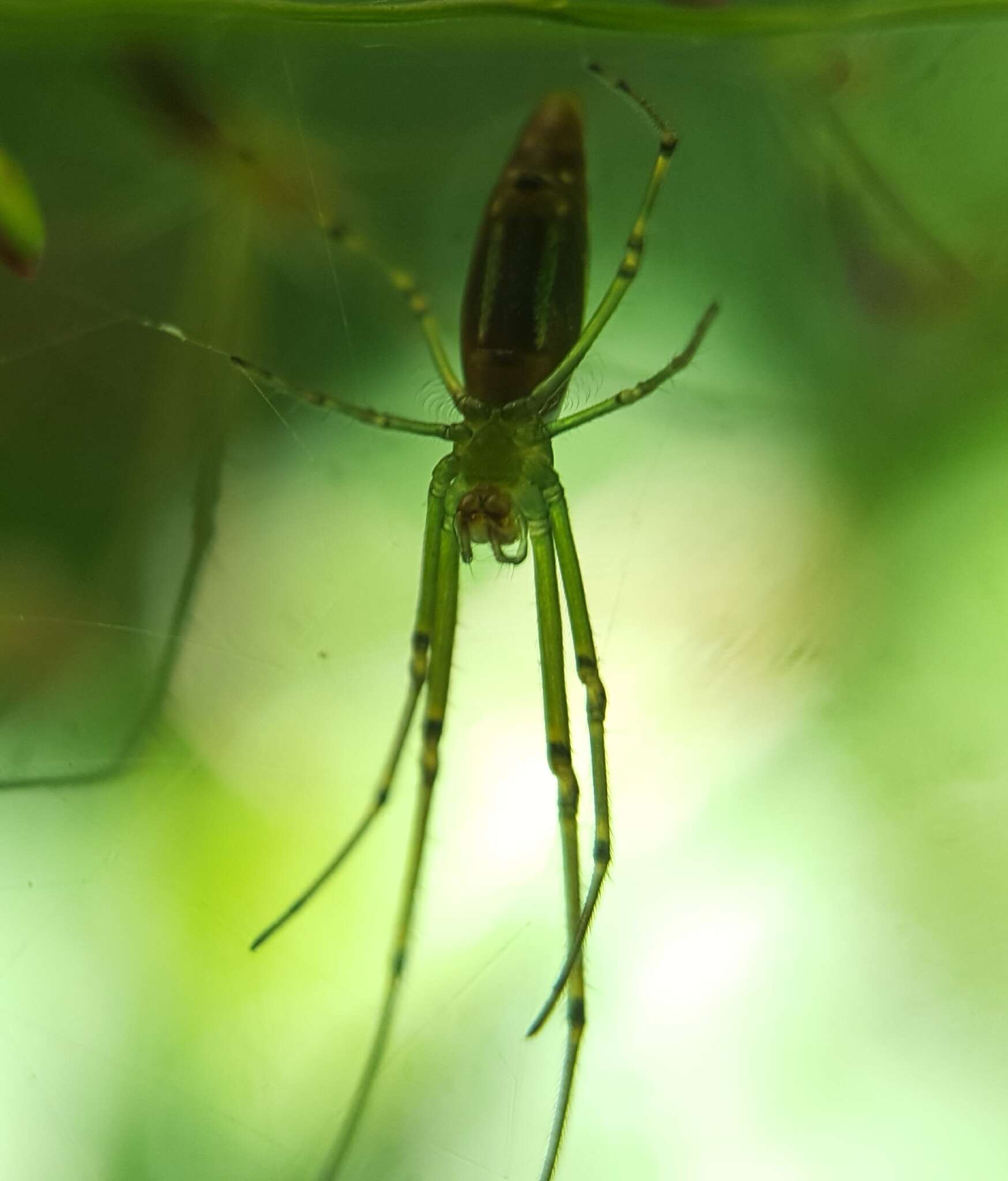 Leucauge undulata (Vinson 1863) resmi