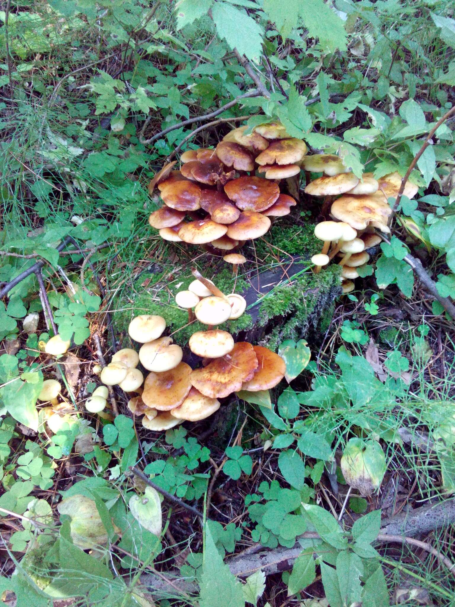 Image of Pholiota alnicola (Fr.) Singer 1951