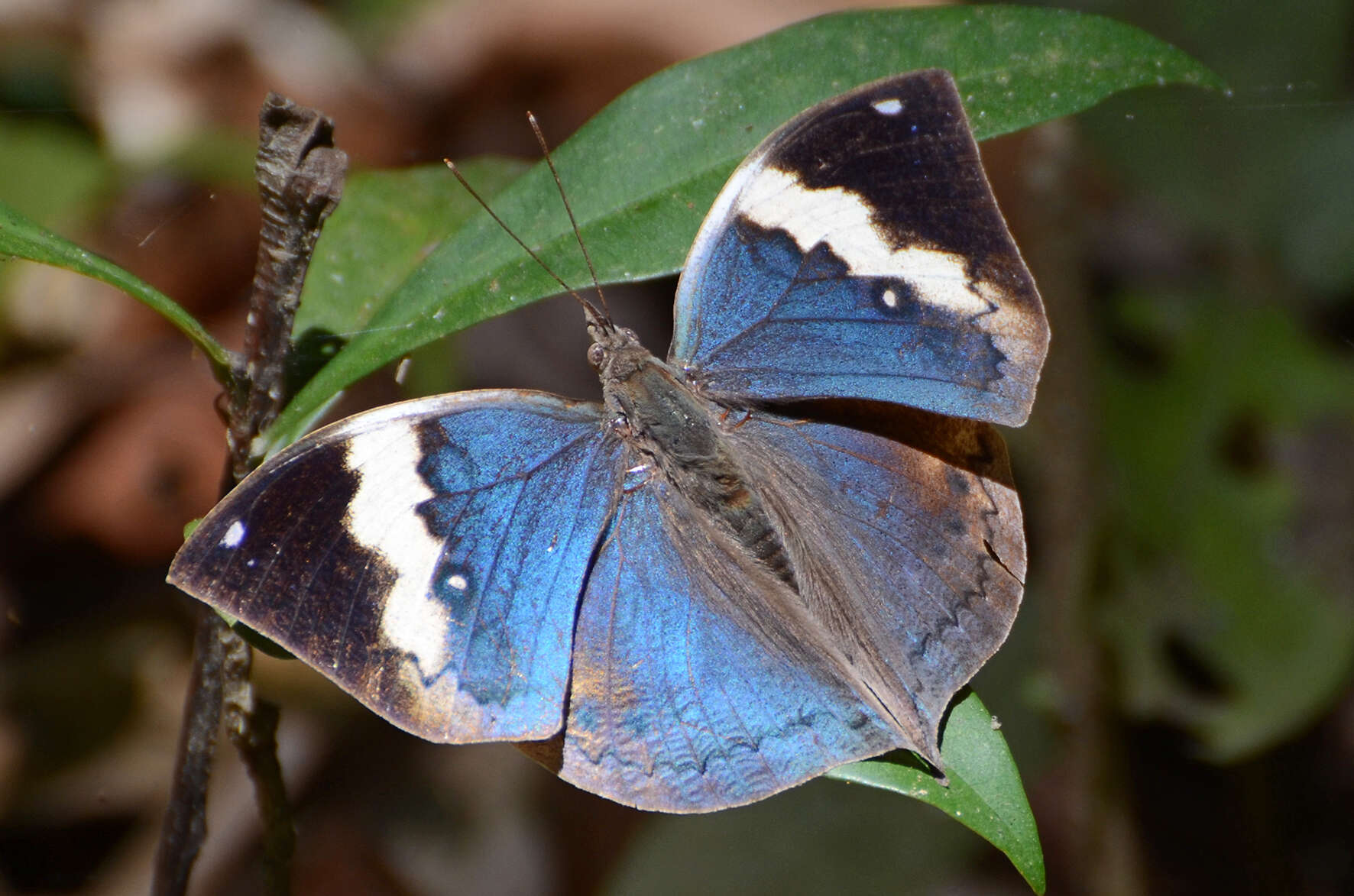 Image of Kallima albofasciata Moore 1877