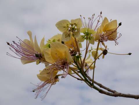 Image of sacred garlic pear