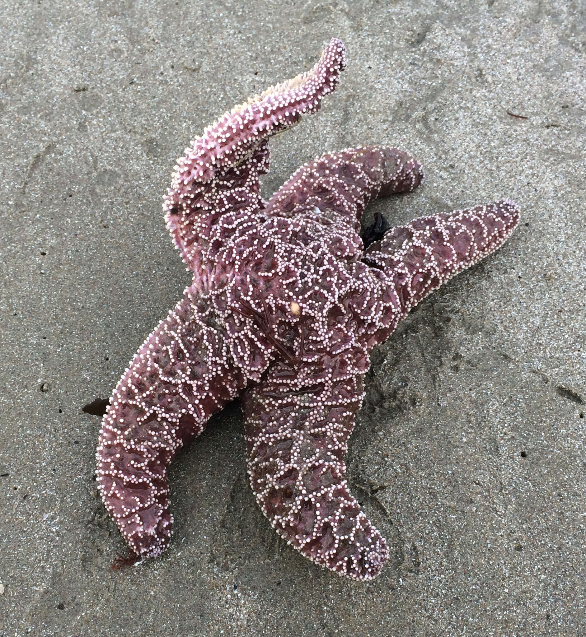 Image of ochre sea star