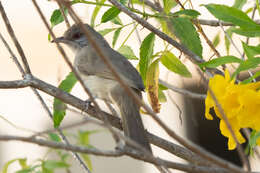 Image of Ayeyarwady Bulbul