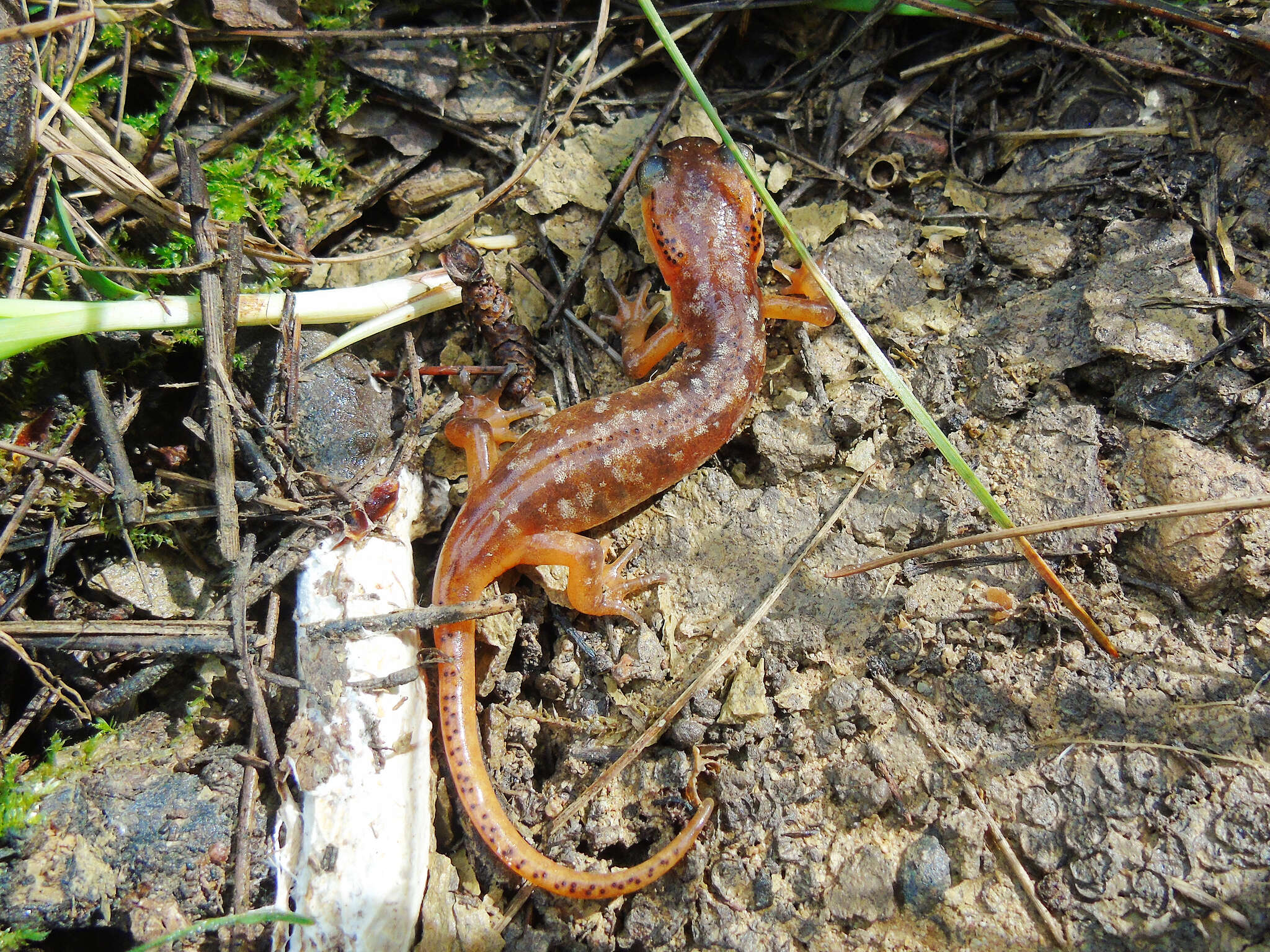 Image of Bay Lycian Salamander