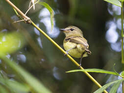 Image of Bamboo Flatbill