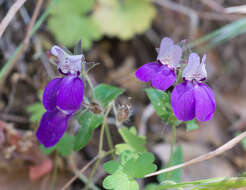 صورة Collinsia heterophylla Buist ex Graham