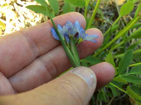 Image of white blue-eyed grass