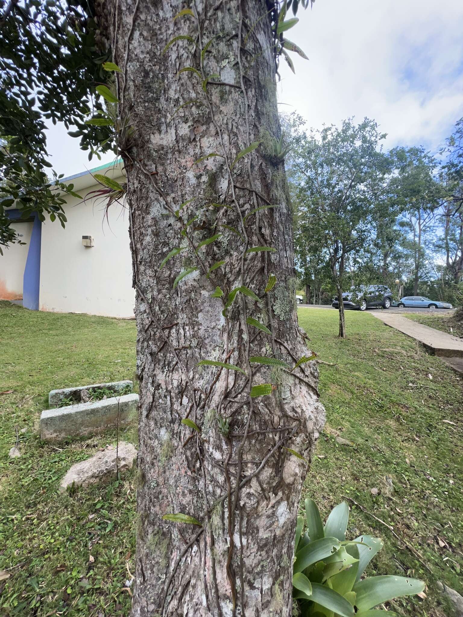 Microgramma lycopodioides (L.) Copel. resmi