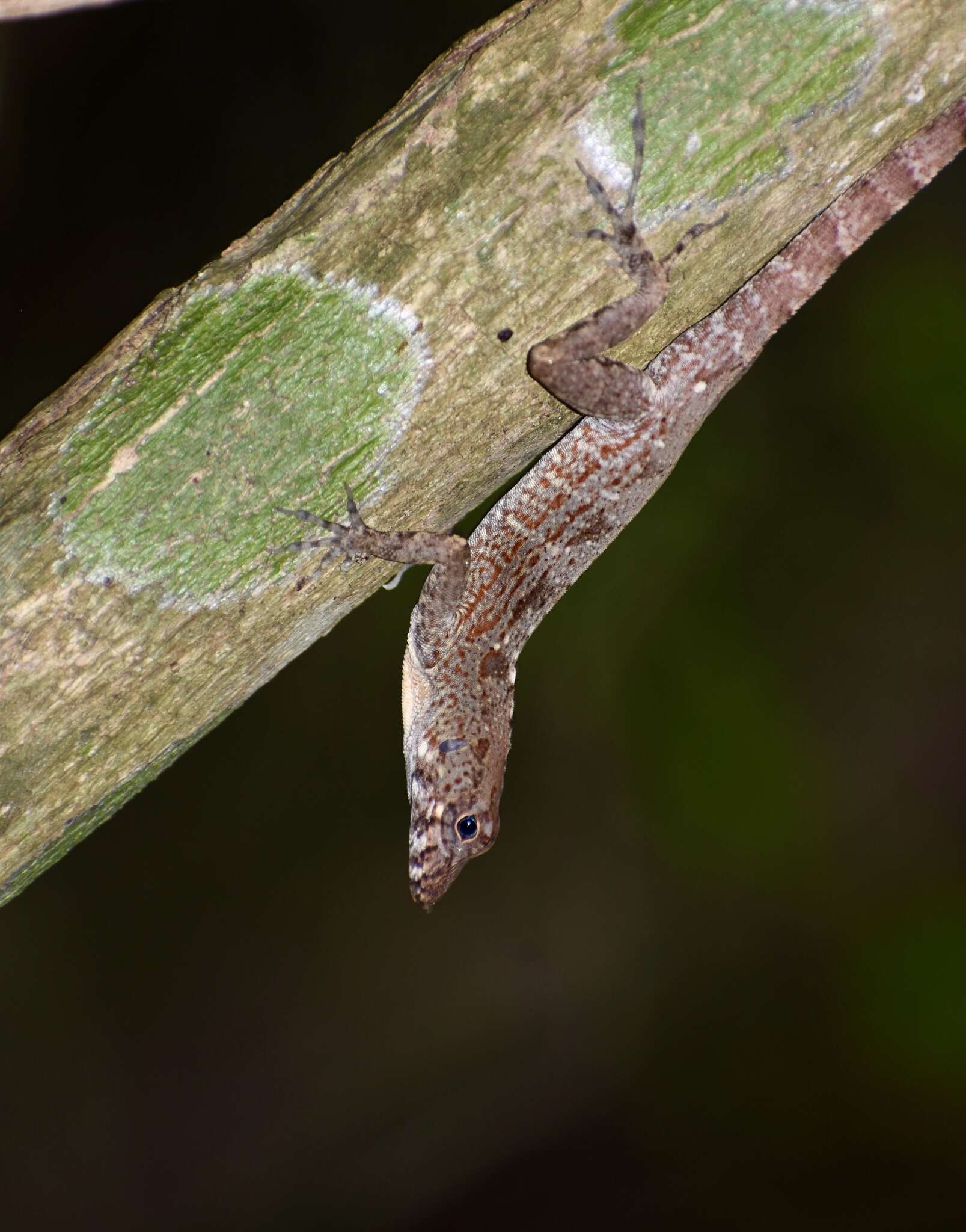 Image of Bueycito Anole