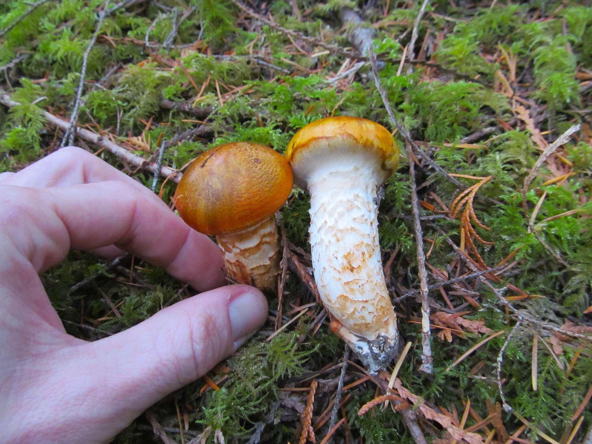 Image of Tricholoma focale (Fr.) Ricken 1914