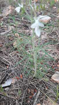 Sivun Teucrium pseudochamaepitys L. kuva