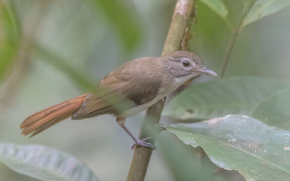 Image of Moustached Babbler