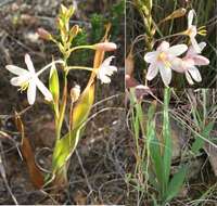 Image of Ixia longituba subsp. longituba