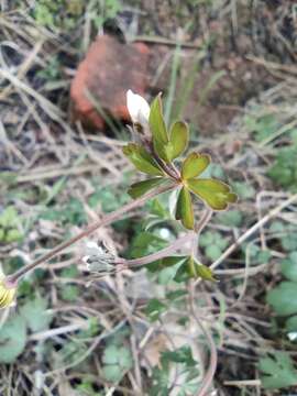 Image of Semiaquilegia adoxoides (DC.) Makino