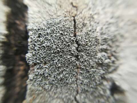 Image of rim lichen