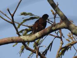 Слика од Nigrita bicolor (Hartlaub 1844)