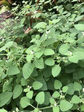 Image of Hairy Nightshade