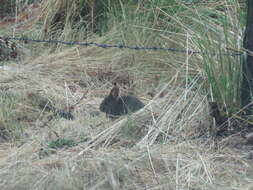 Image of volcano rabbit