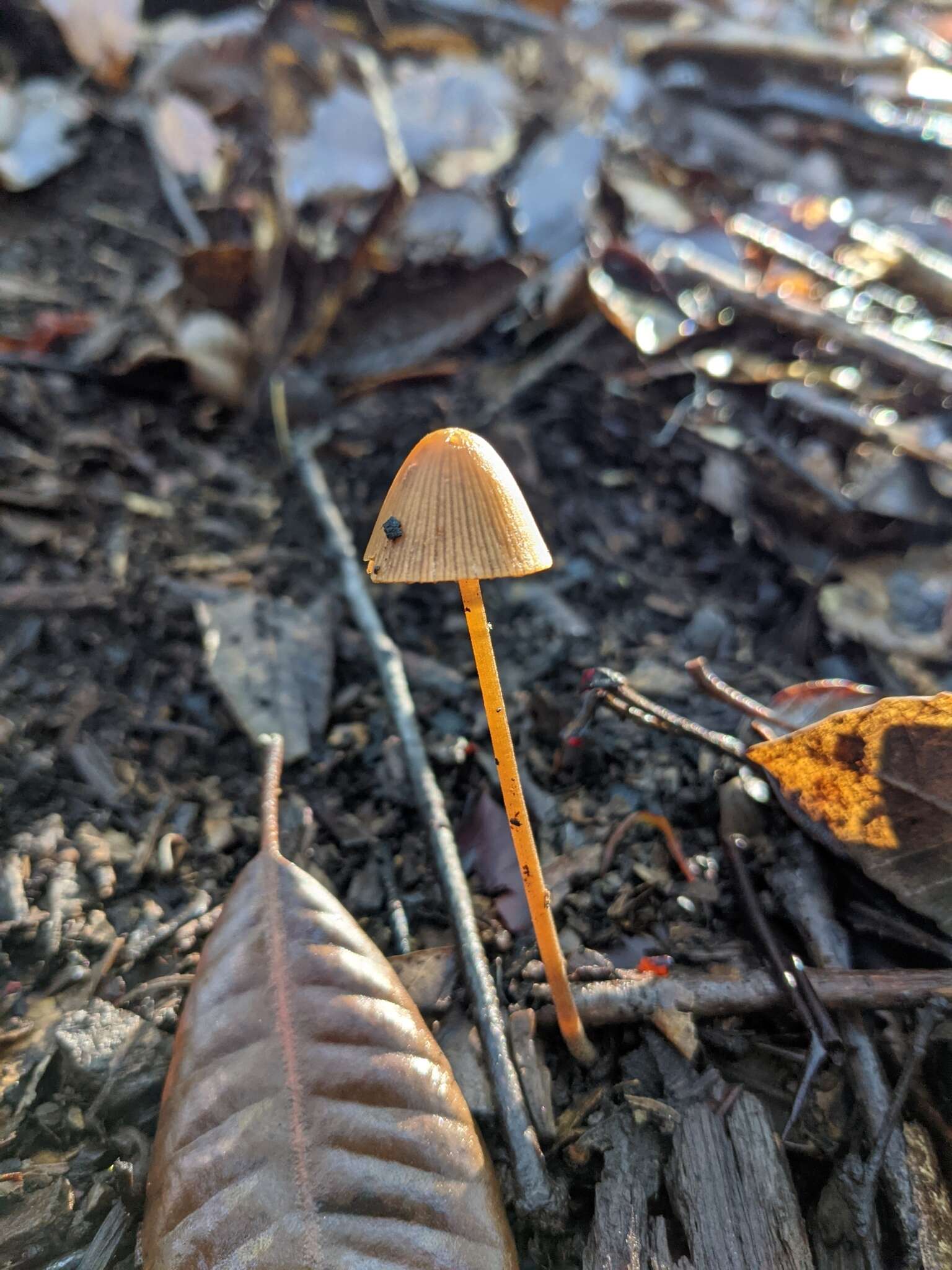 Mycena aurantiomarginata (Fr.) Quél. 1872 resmi