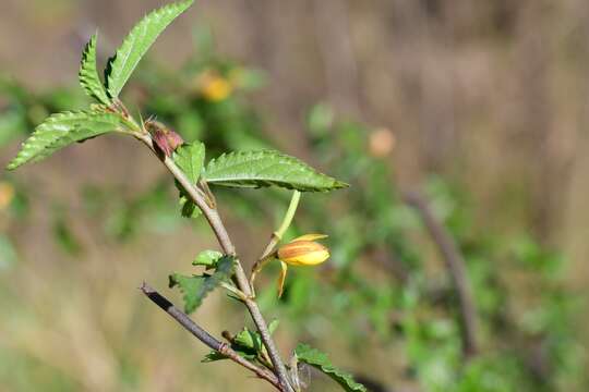 Imagem de Corchorus siliquosus L.