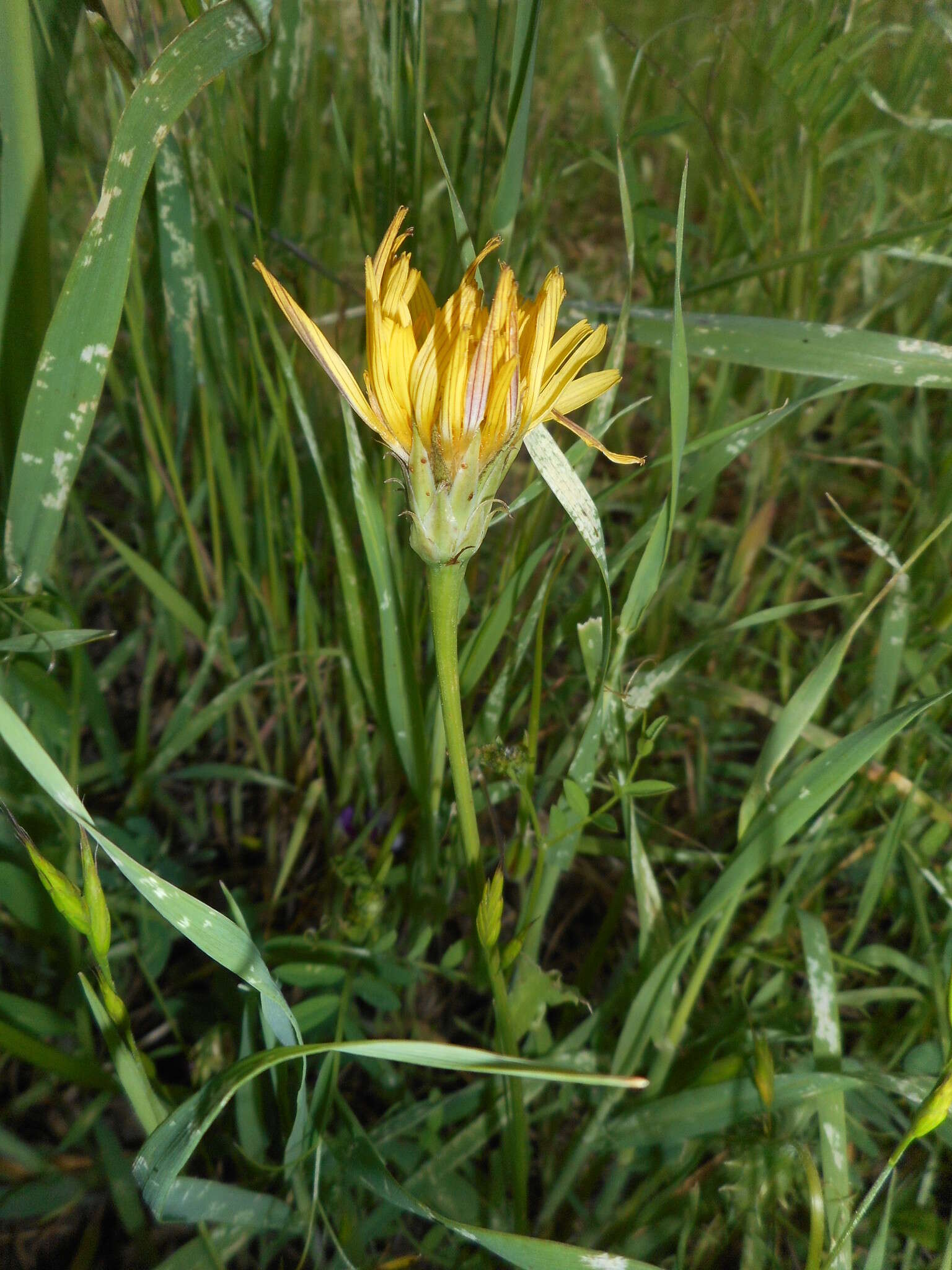 Plancia ëd Agoseris heterophylla (Nutt.) Greene