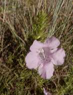 Imagem de Agalinis densiflora Blake