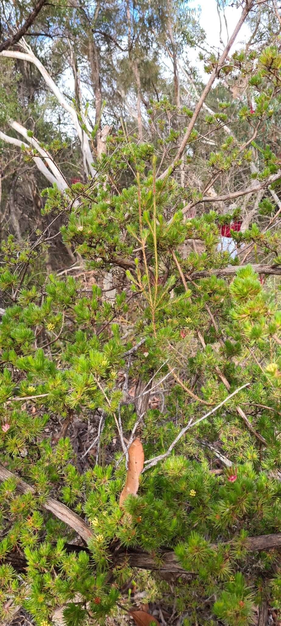 Image of Darwinia fascicularis Rudge