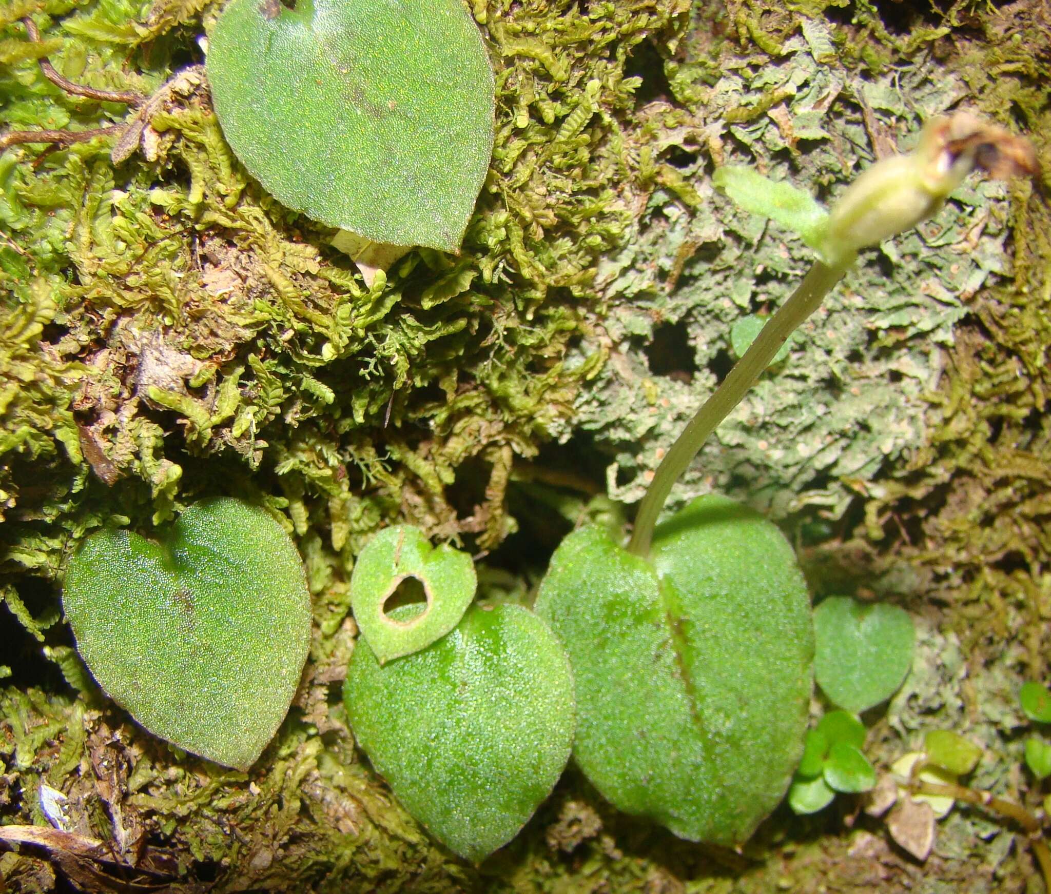 Image de Corybas oblongus (Hook. fil.) Rchb. fil.